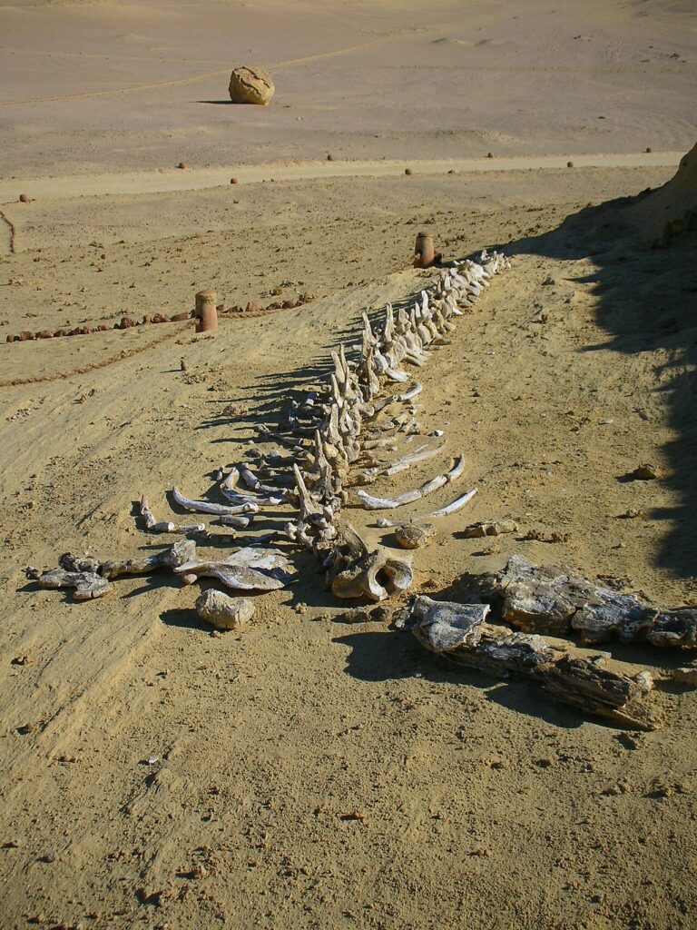UNESCO World Heritage Sites Near Wadi Al-Hitan: Whale Valley and the Eocene Fossil Whales With Hind Legs That Prove Cetacean Evolution (40 Million Years Ago)