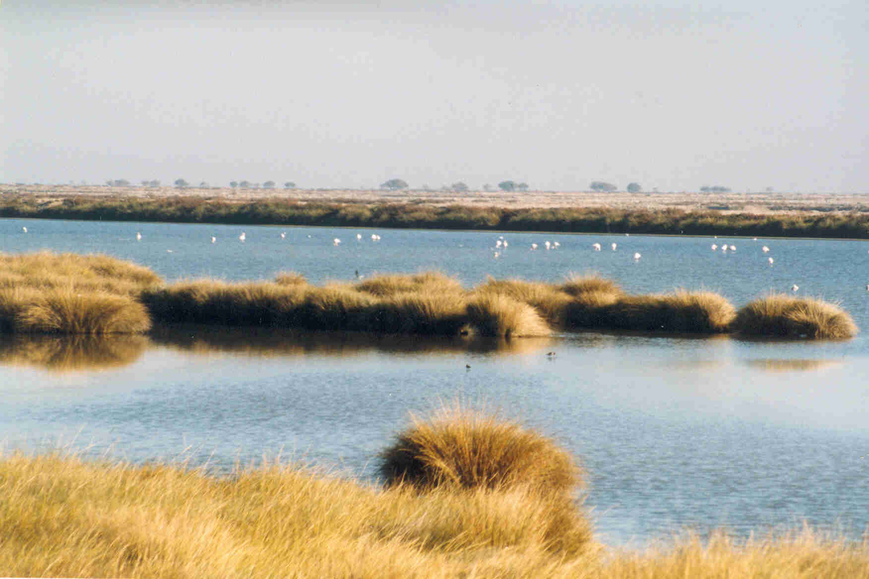 Doñana National Park — view