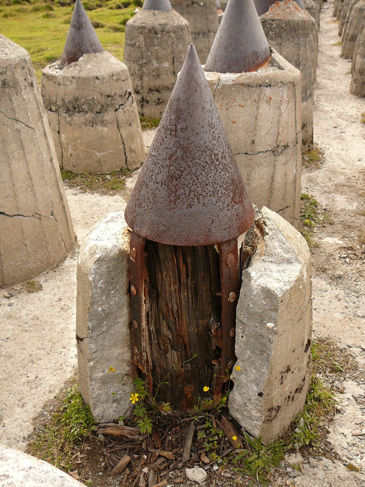 A dragon's tooth broken open at Plamort, showing the timber pile inside the concrete casing