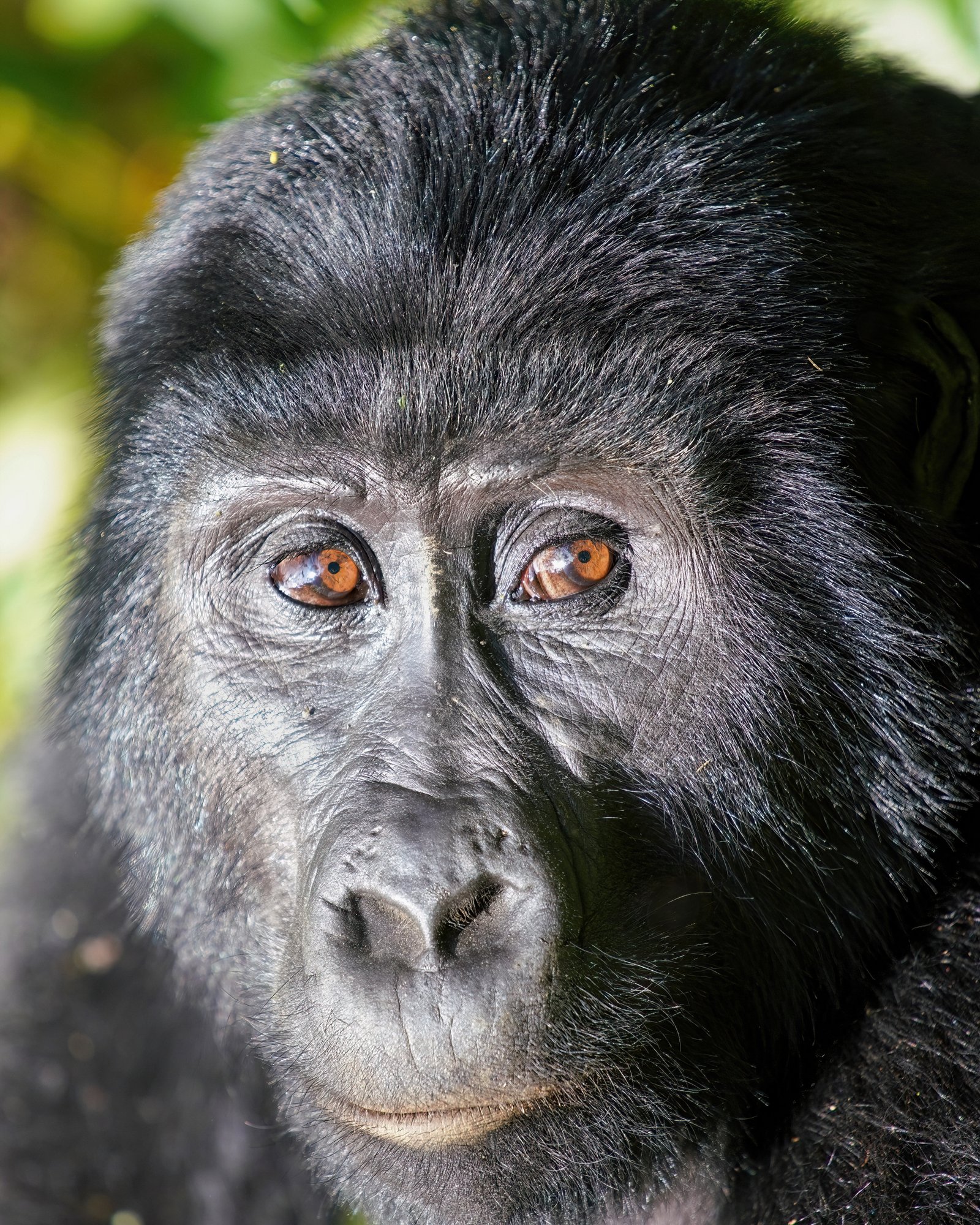 Mountain gorilla close-up portrait in Bwindi Impenetrable Forest National Park Uganda