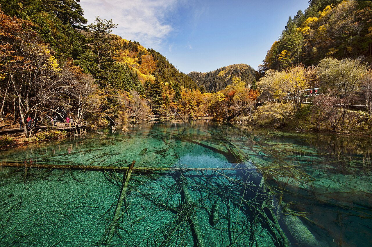 The Five Flower Lake (Wuhua Hai) in Jiuzhaigou Valley, Sichuan, China — a shallow turquoise UNESCO lake with submerged ancient tree trunks visible through extraordinarily clear water coloured by calcium carbonate and algae
