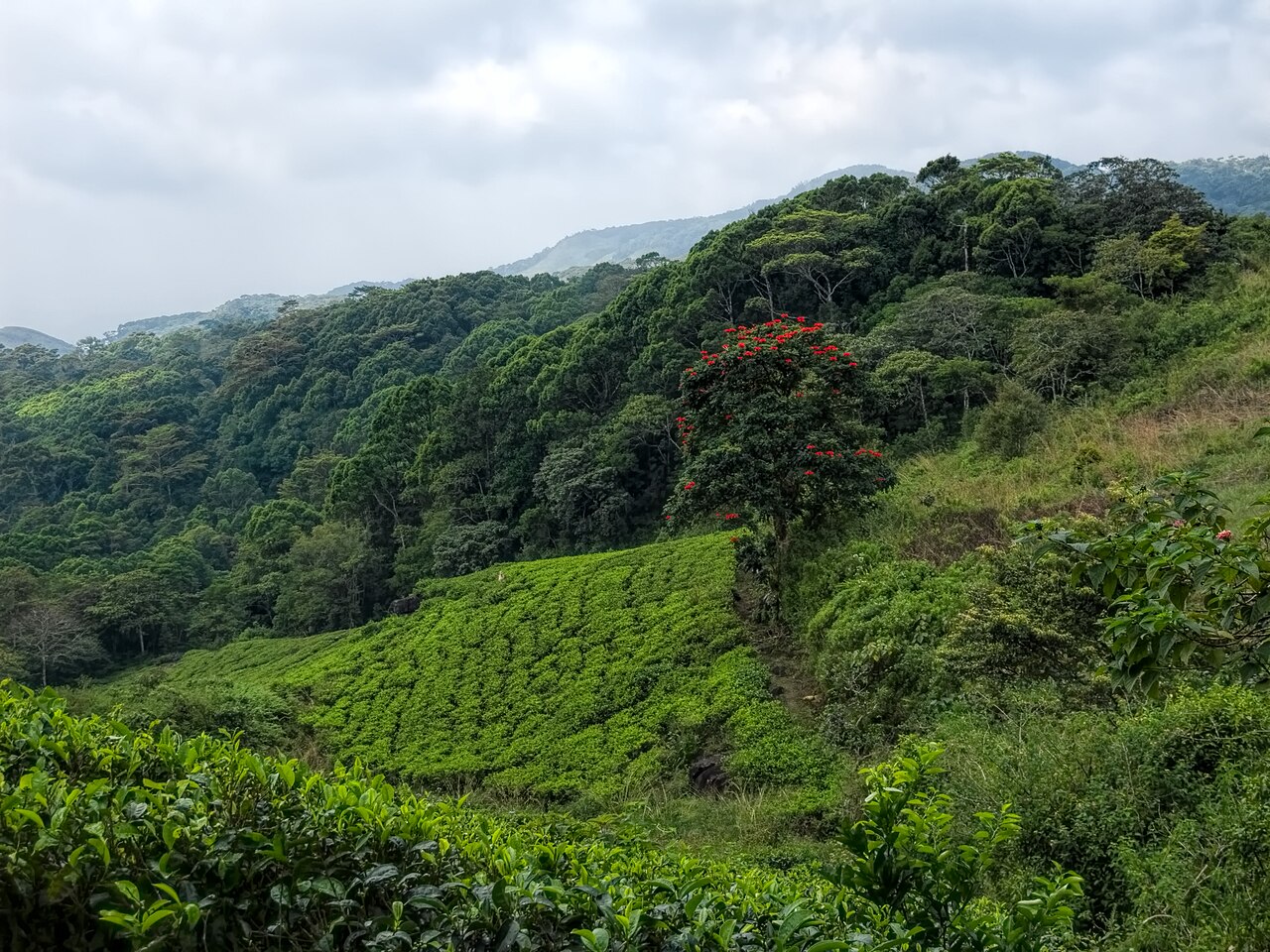 Dense canopy of Sinharaja tropical rainforest seen from above, southern Sri Lanka