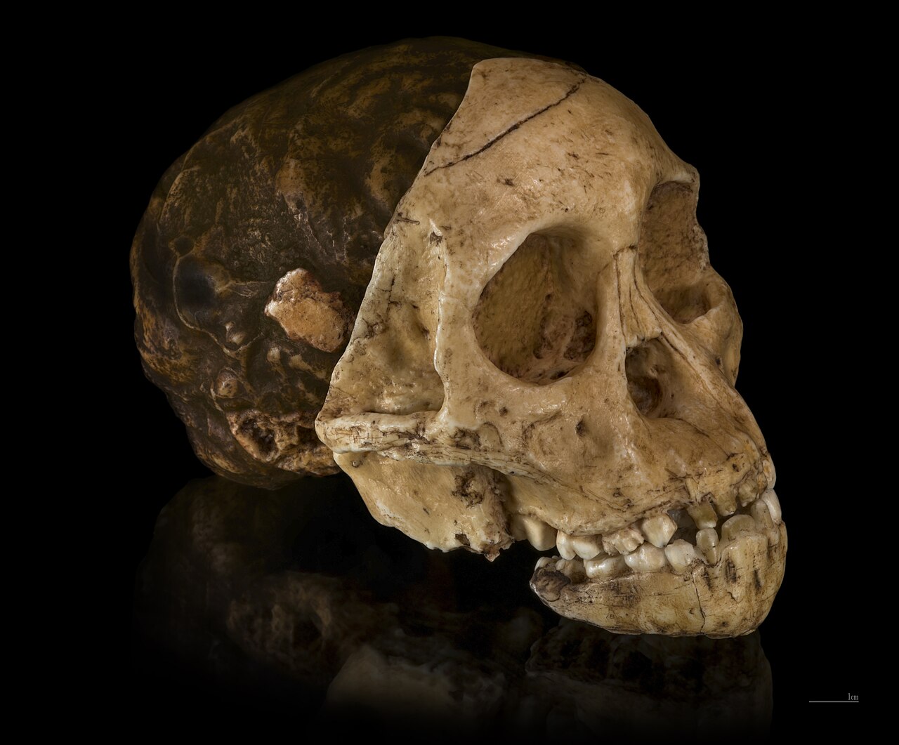 Taung Skull Site Taung Skull Site
