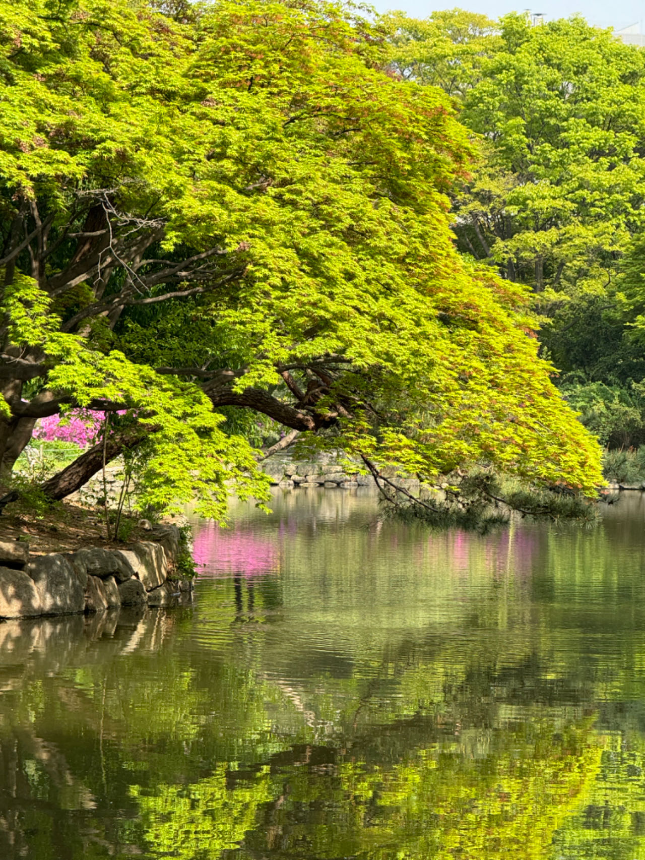 A red pavilion reflected in a pond surrounded by mature deciduous forest in the Huwon Secret Garden of Changdeokgung Palace, Seoul, South Korea, in autumn foliage
