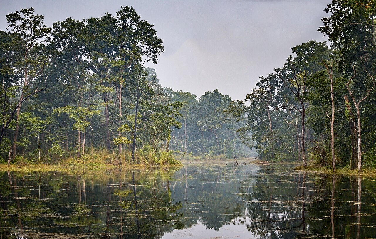 Wetland swamp habitat in Chitwan National Park with dense subtropical vegetation, Nepal