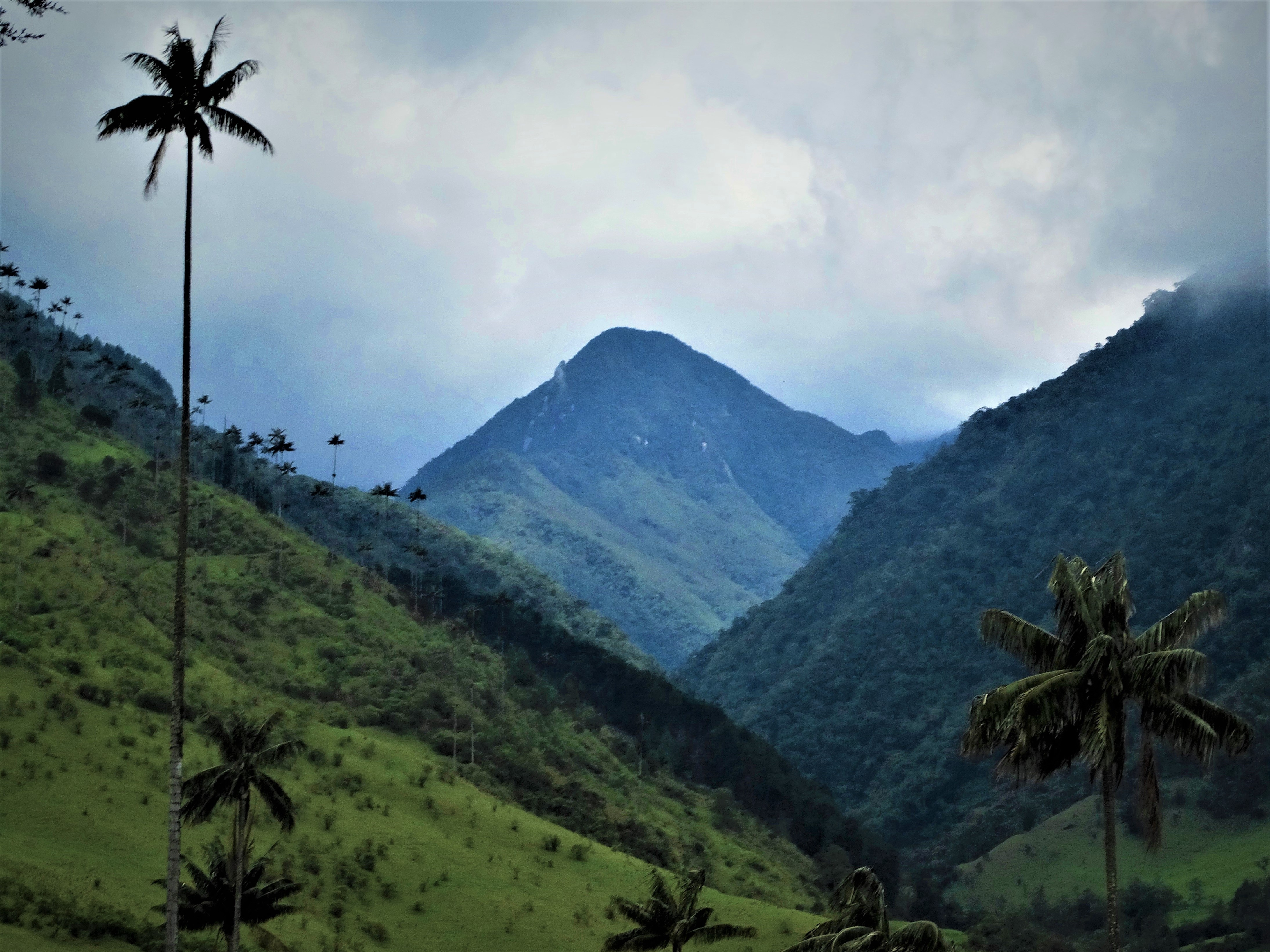 Tall Quindío wax palms rising through mist in Cocora Valley Colombia