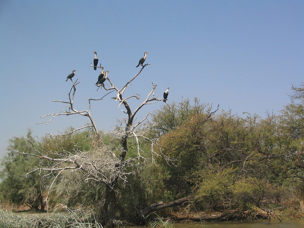 Cormorants roosting in the wetlands of Djoudj National Bird Sanctuary, Senegal — the third-largest bird sanctuary in the world