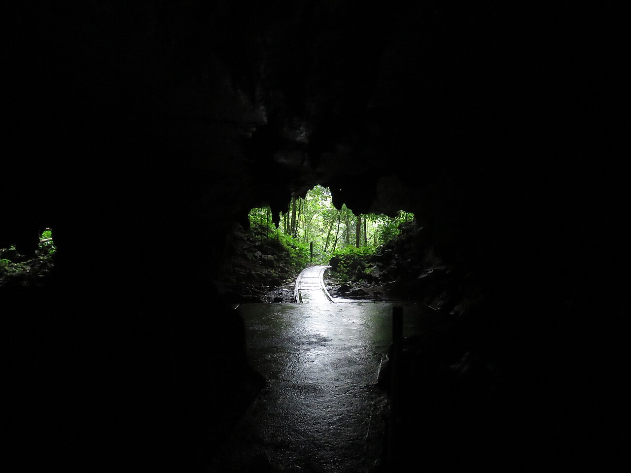 The enormous arched entrance of Deer Cave at Gunung Mulu National Park with lush rainforest visible through the cave mouth and a raised walkway leading to it, Sarawak, Malaysia