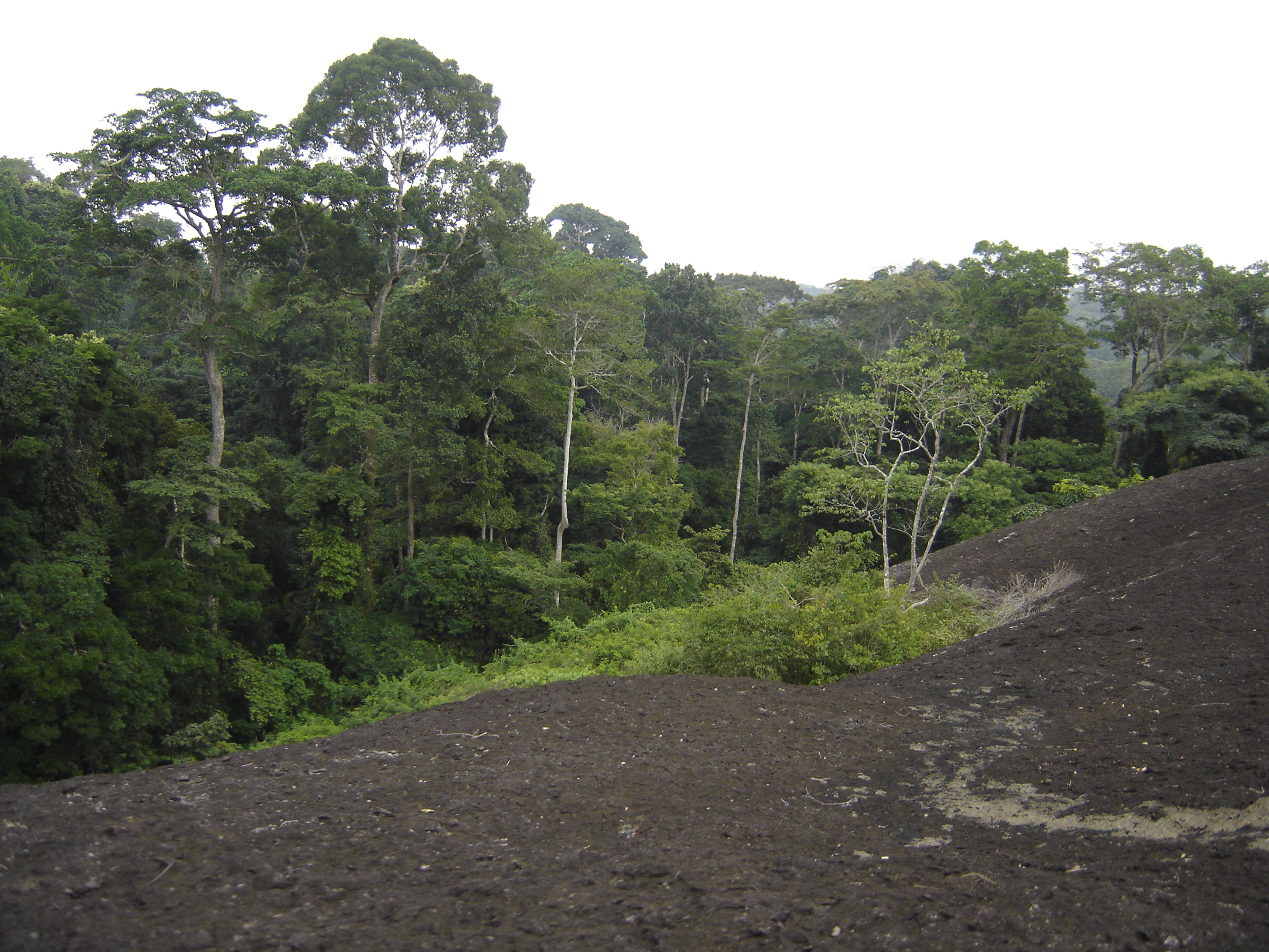 Dense tropical rainforest canopy of the Dja Faunal Reserve in southern Cameroon
