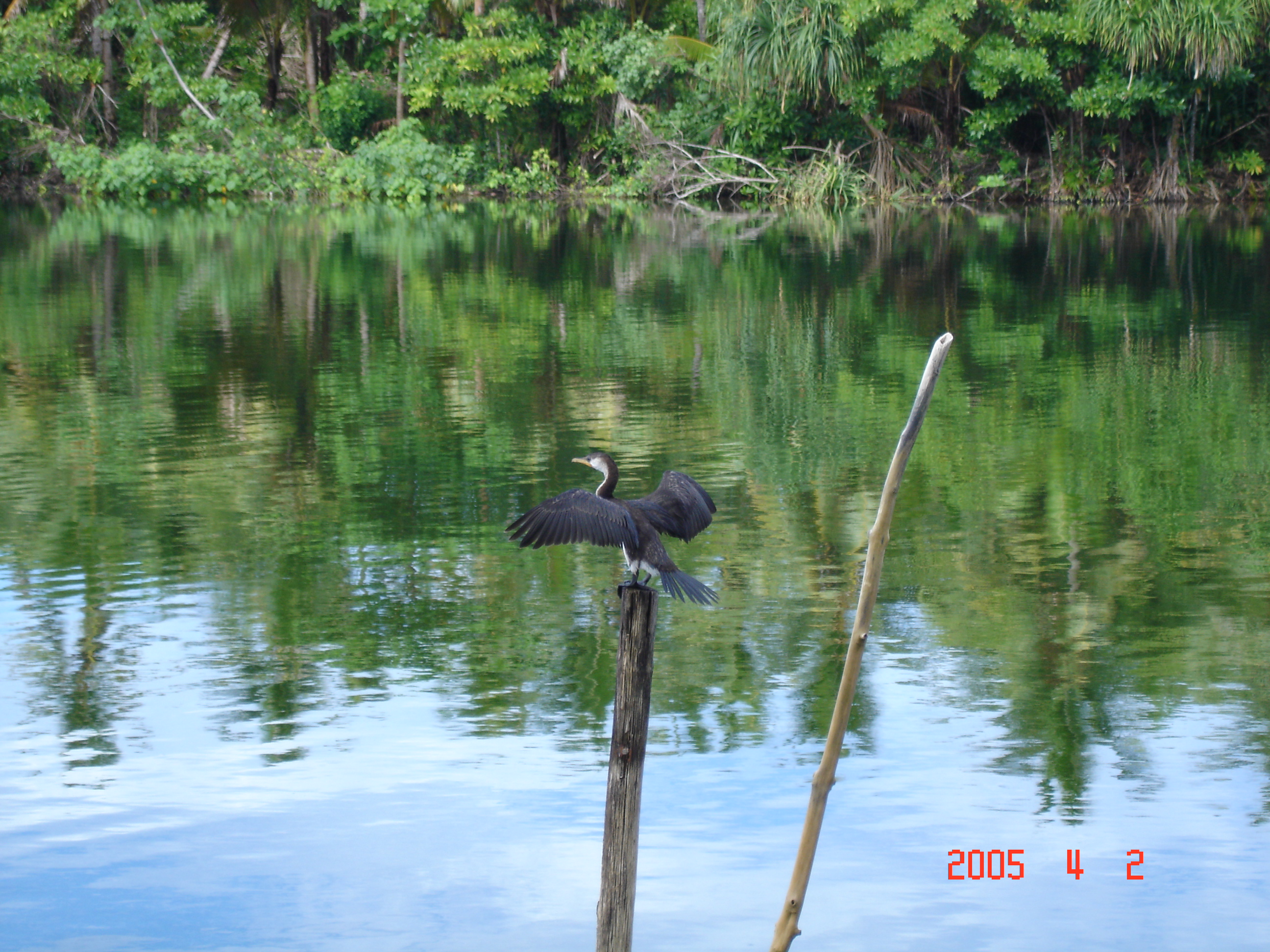 Tropical forest meeting shoreline at East Rennell World Heritage Site, Solomon Islands