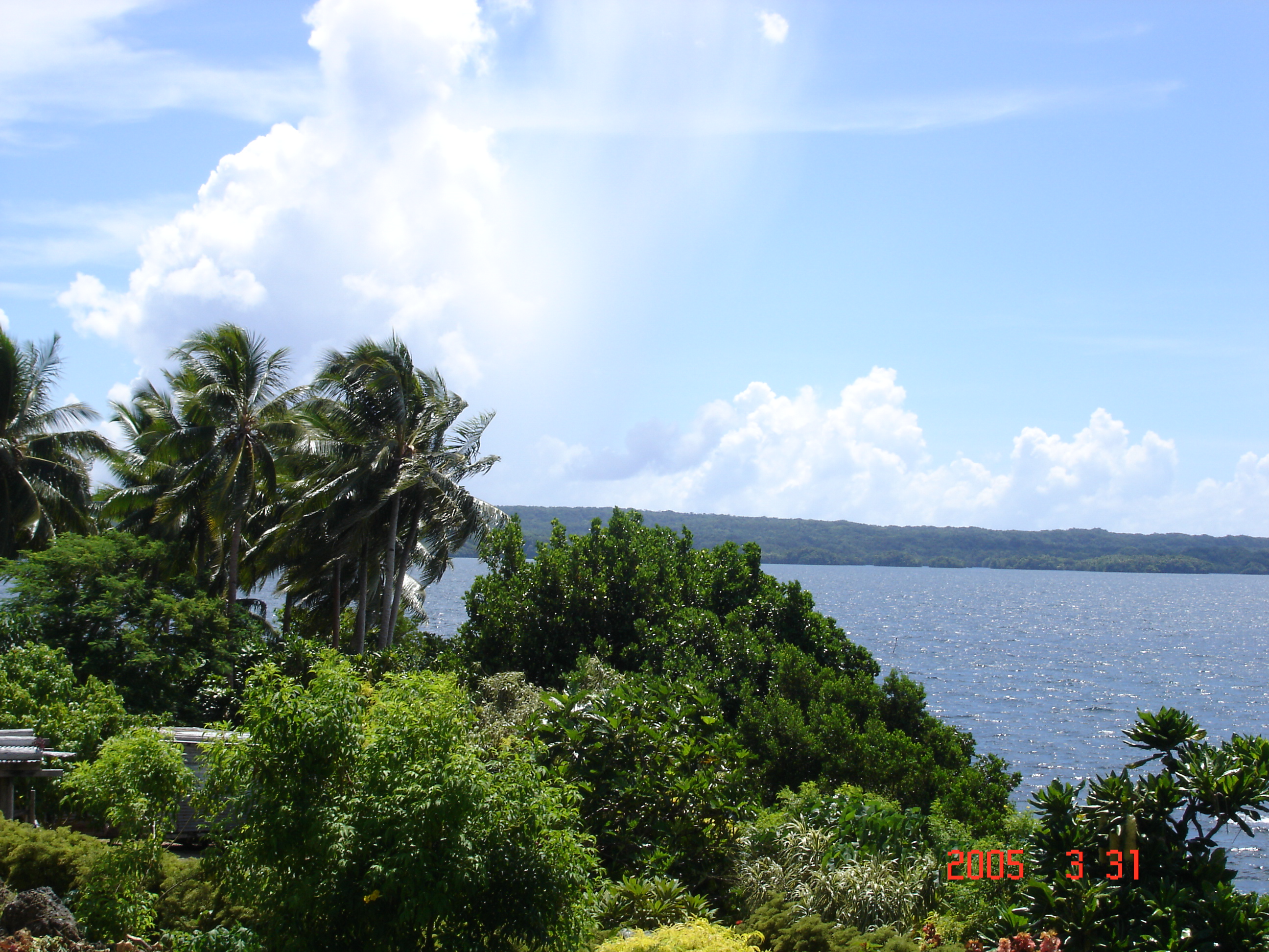 Interior view of East Rennell's tropical forest canopy, Solomon Islands