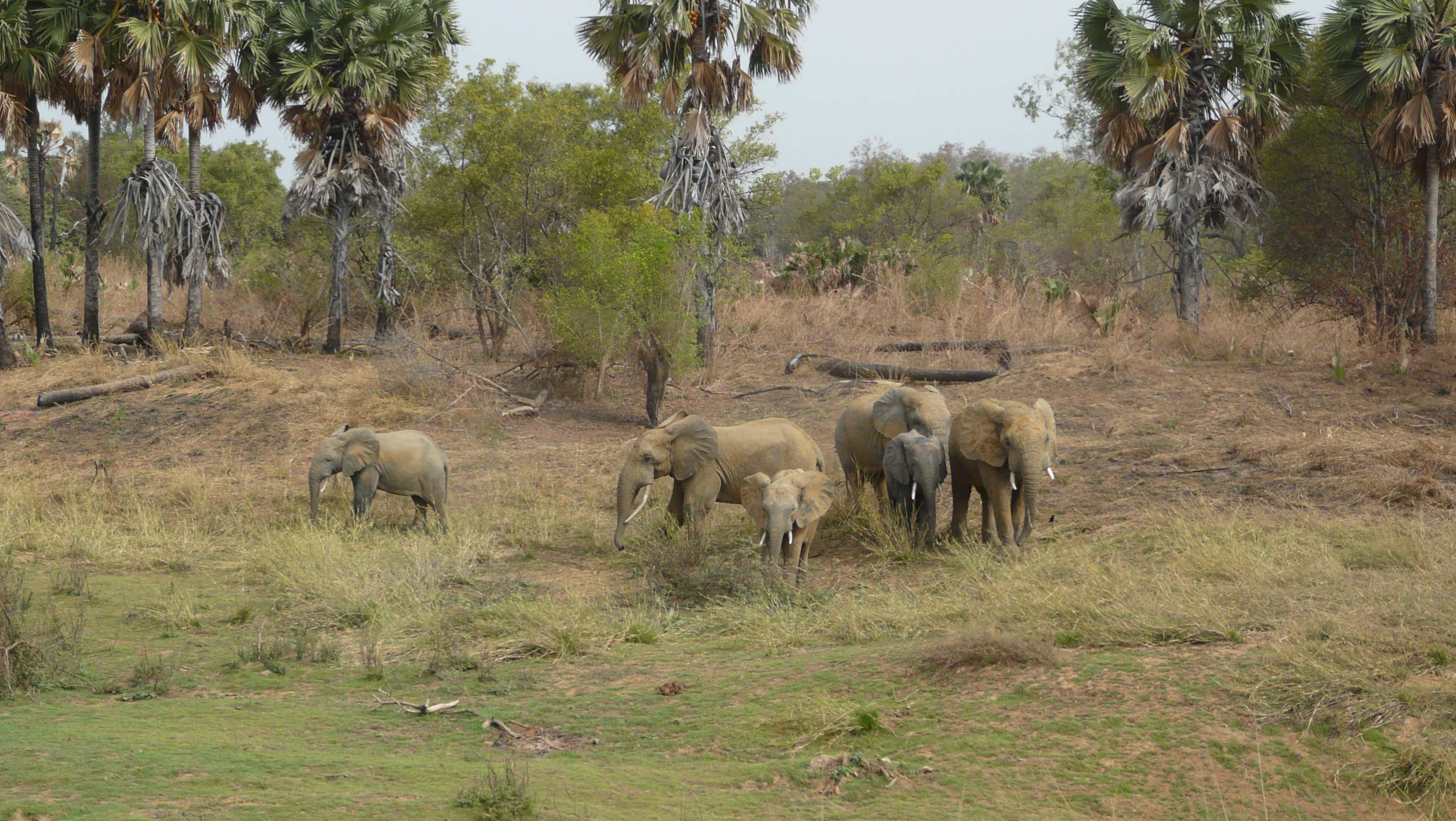 African elephants walking across open savanna in Pendjari National Park, West Africa