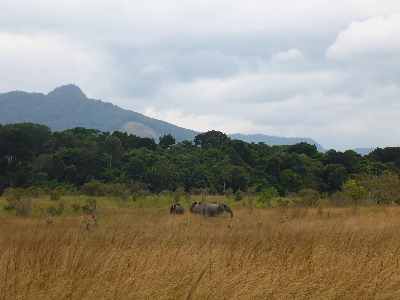 Forest elephants walking through Lopé National Park, Gabon