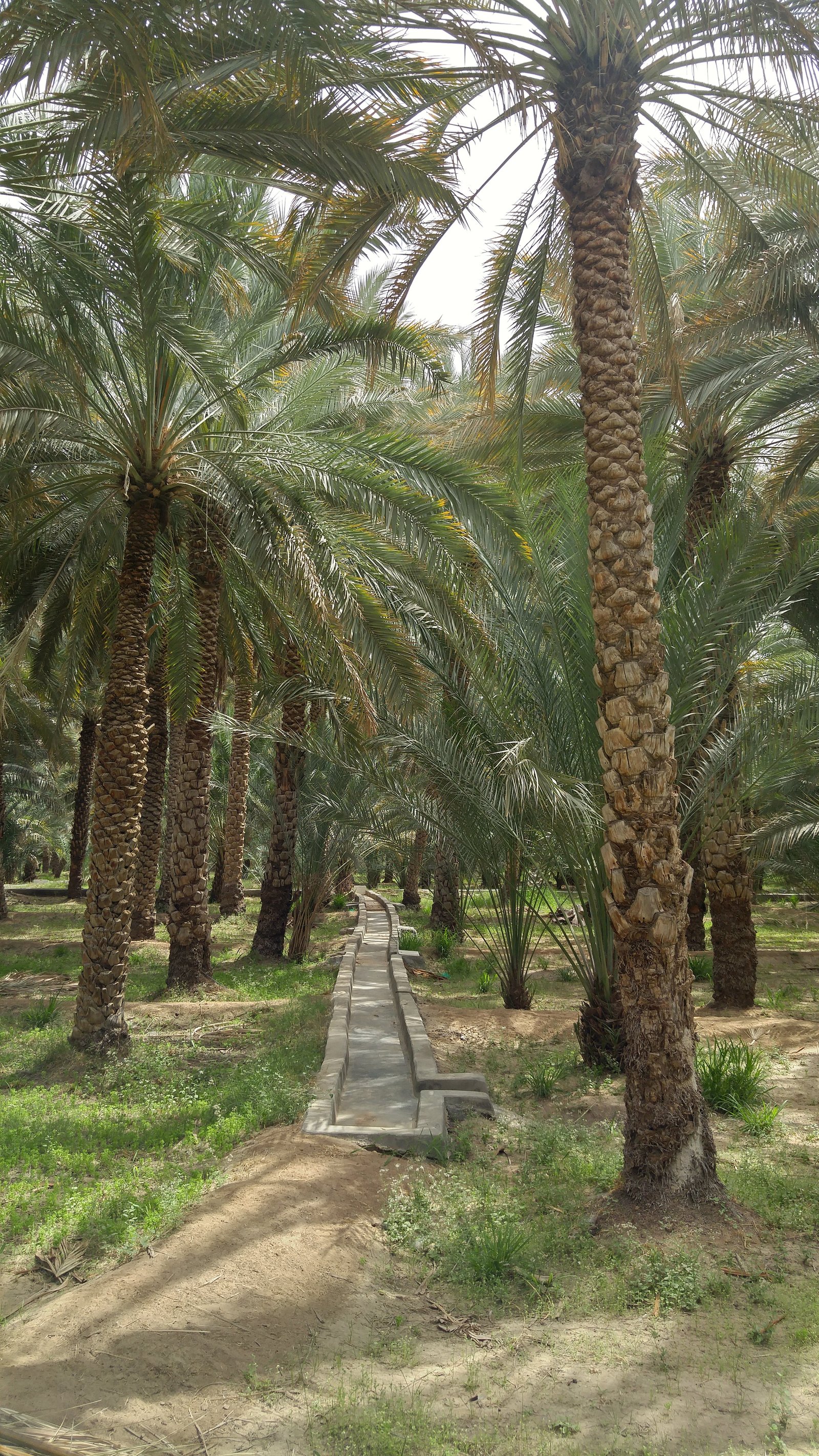 Falaj irrigation channel running through date palm groves at Al Ain Oasis, UAE