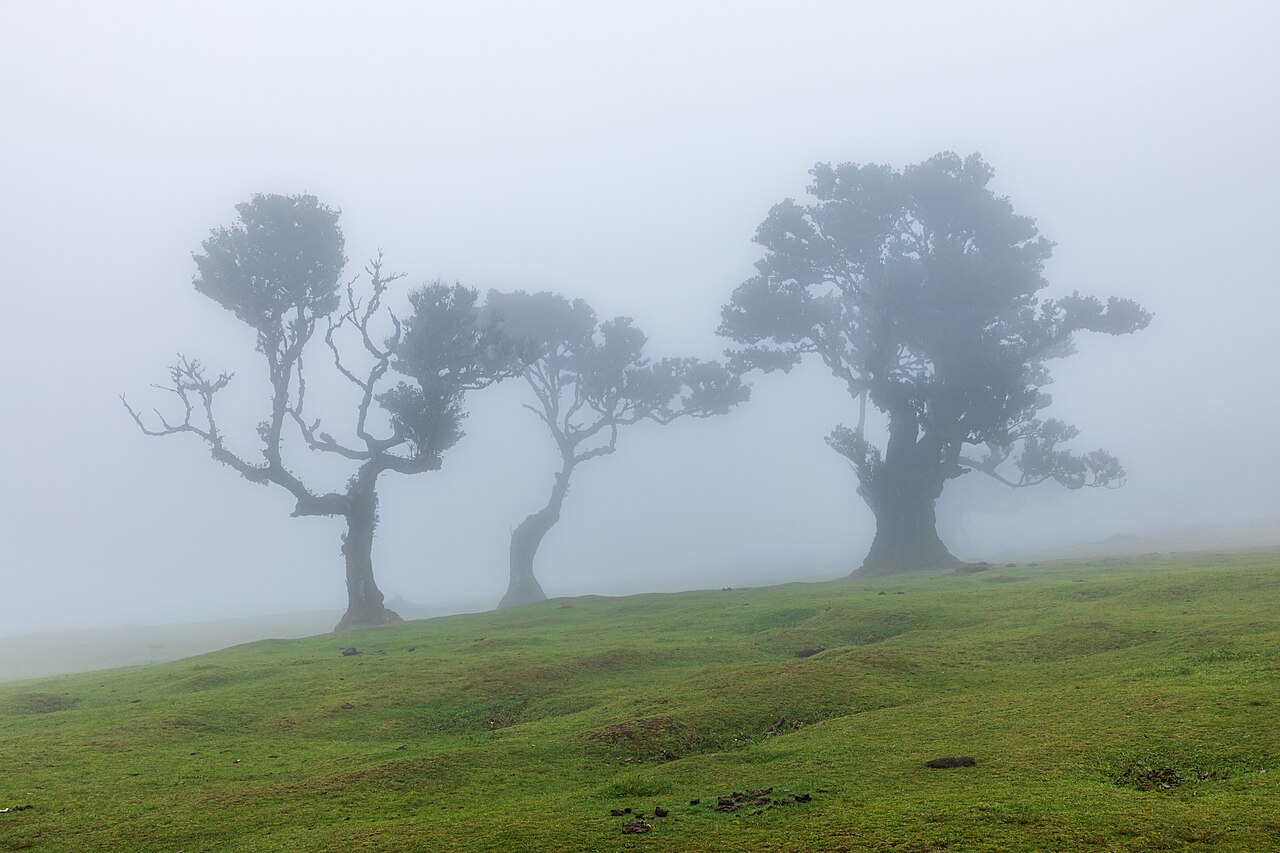 Ancient laurel forest (laurisilva) at Fanal, Madeira island, Portugal — moss-draped Ocotea foetens trees in the UNESCO-listed laurel forest remnant