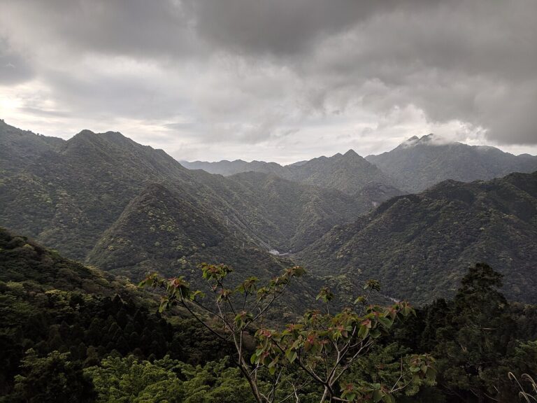 Yakushima Island Ancient Cedar Rainforest: Guide