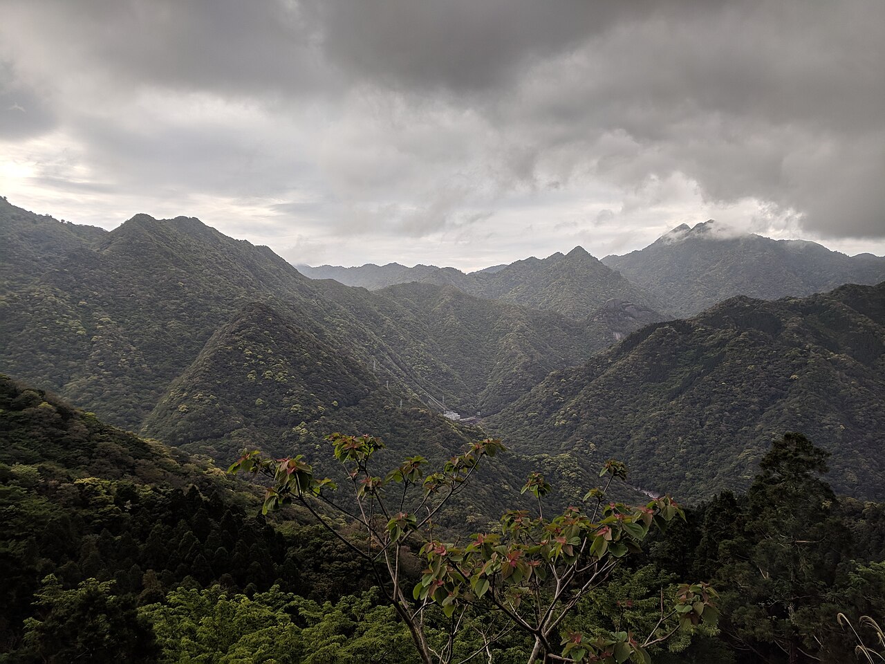 Dense ancient cedar and laurel forest covering hillsides on Yakushima island, Kagoshima Prefecture