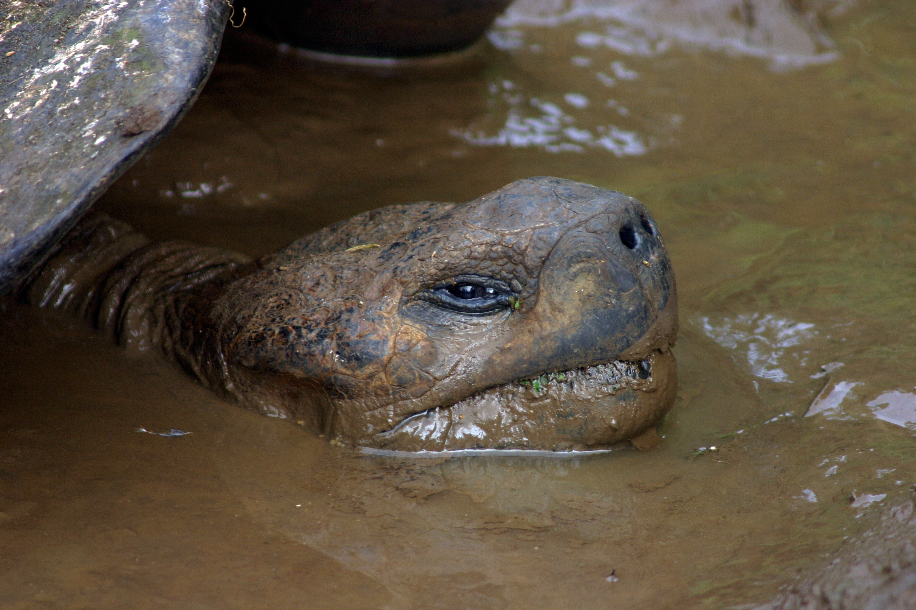 Galápagos giant tortoise Chelonoidis nigra wading in shallow water in the archipelago