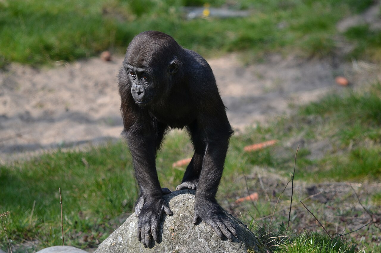Western lowland gorilla resting on a rock in a tropical forest clearing
