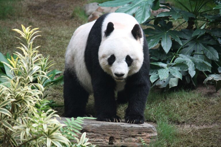Sichuan Giant Panda Sanctuaries Habitat: Guide