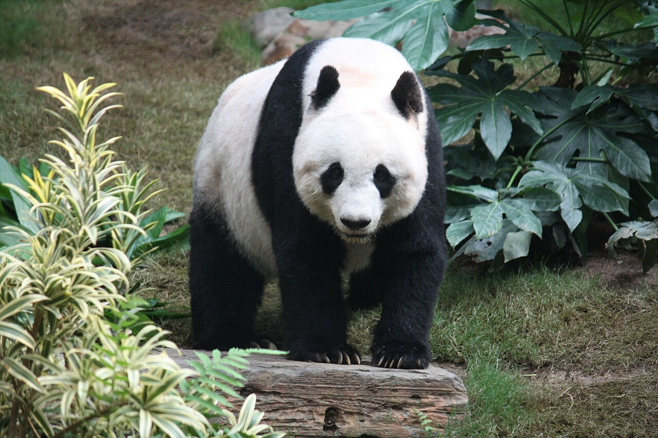A giant panda (Ailuropoda melanoleuca) sitting upright in bamboo forest, Sichuan Province, China