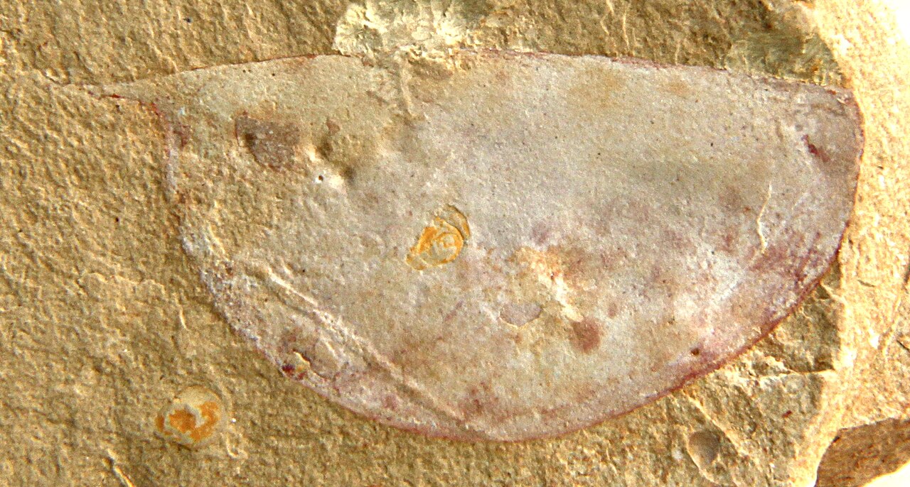 Isoxys bivalved arthropod fossil specimen Chengjiang Cambrian Maotianshan shale Yunnan China