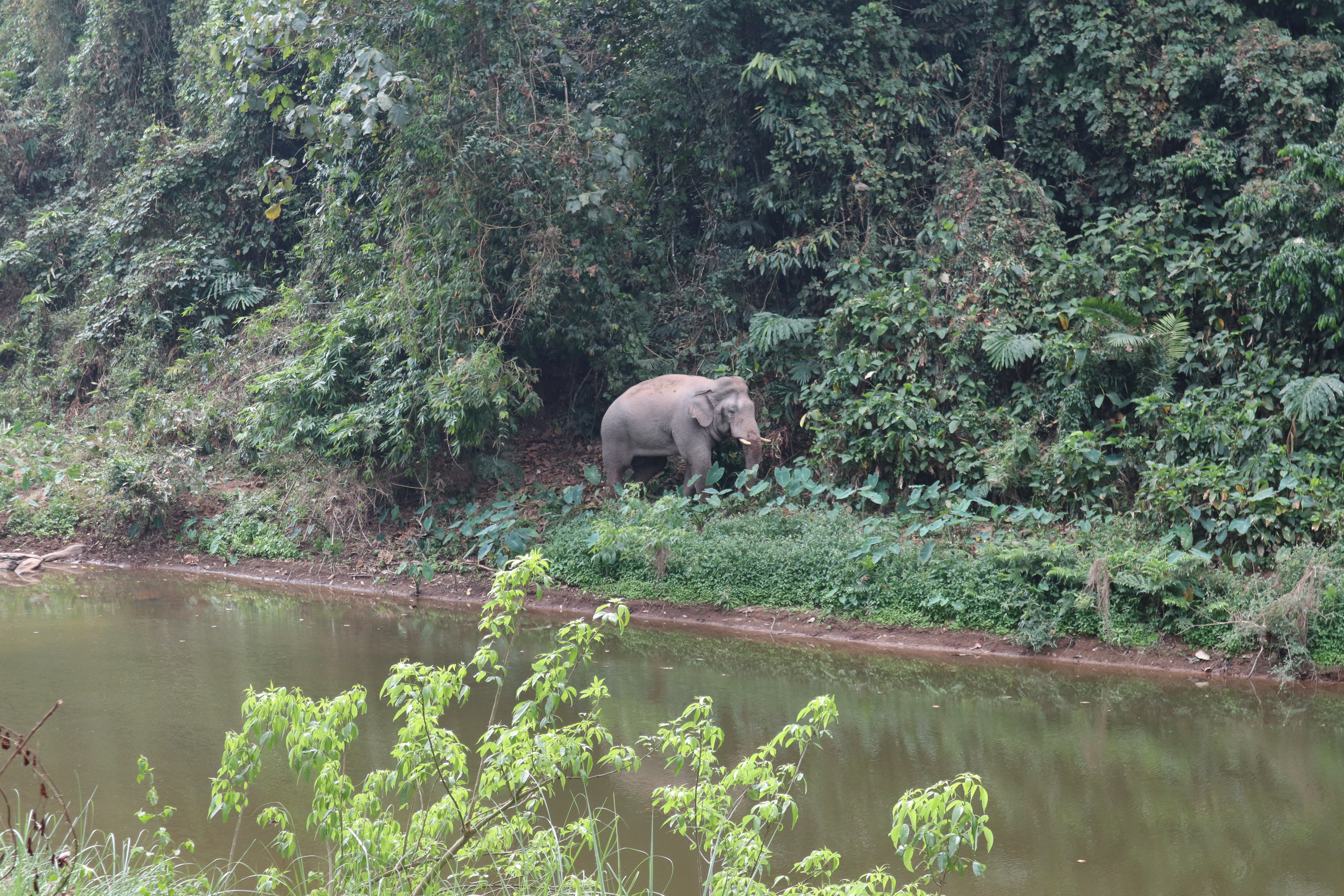 Wild Asian elephant moving through dense forest in Khao Yai National Park