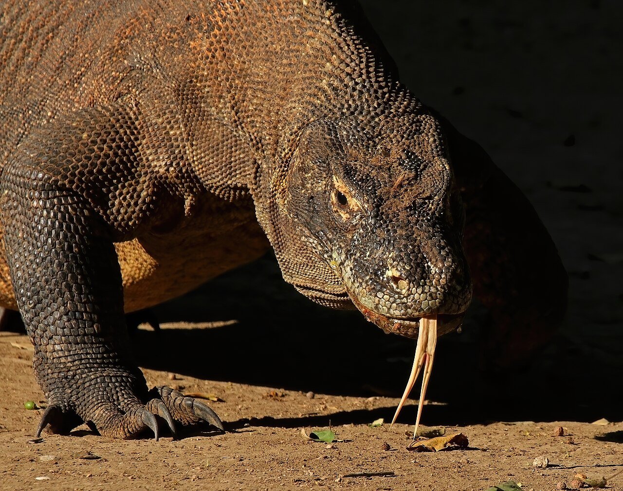 A Komodo dragon, the world's largest living lizard, resting on the ground in Komodo National Park, Indonesia