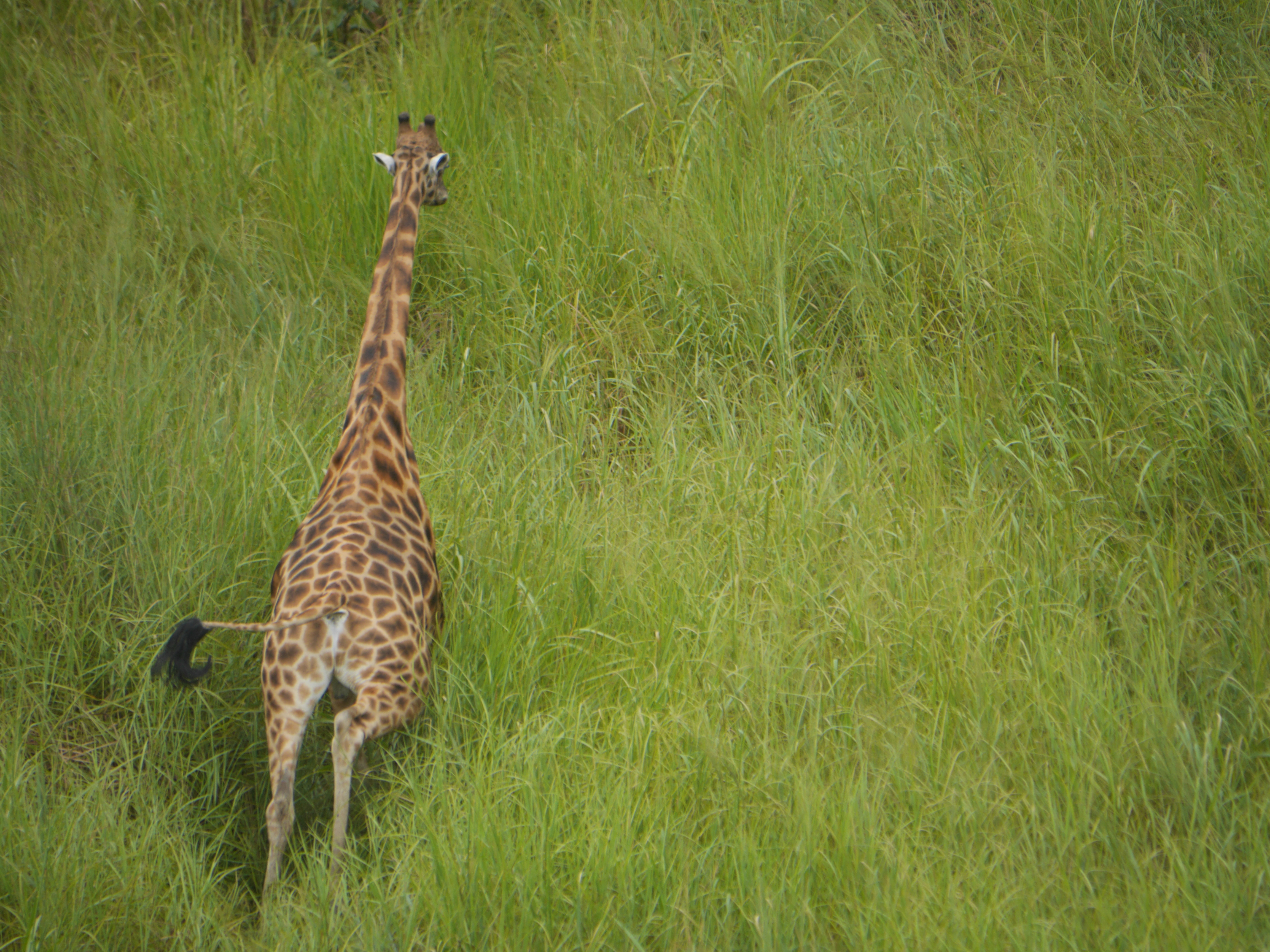 Congo giraffe standing among trees in Garamba National Park
