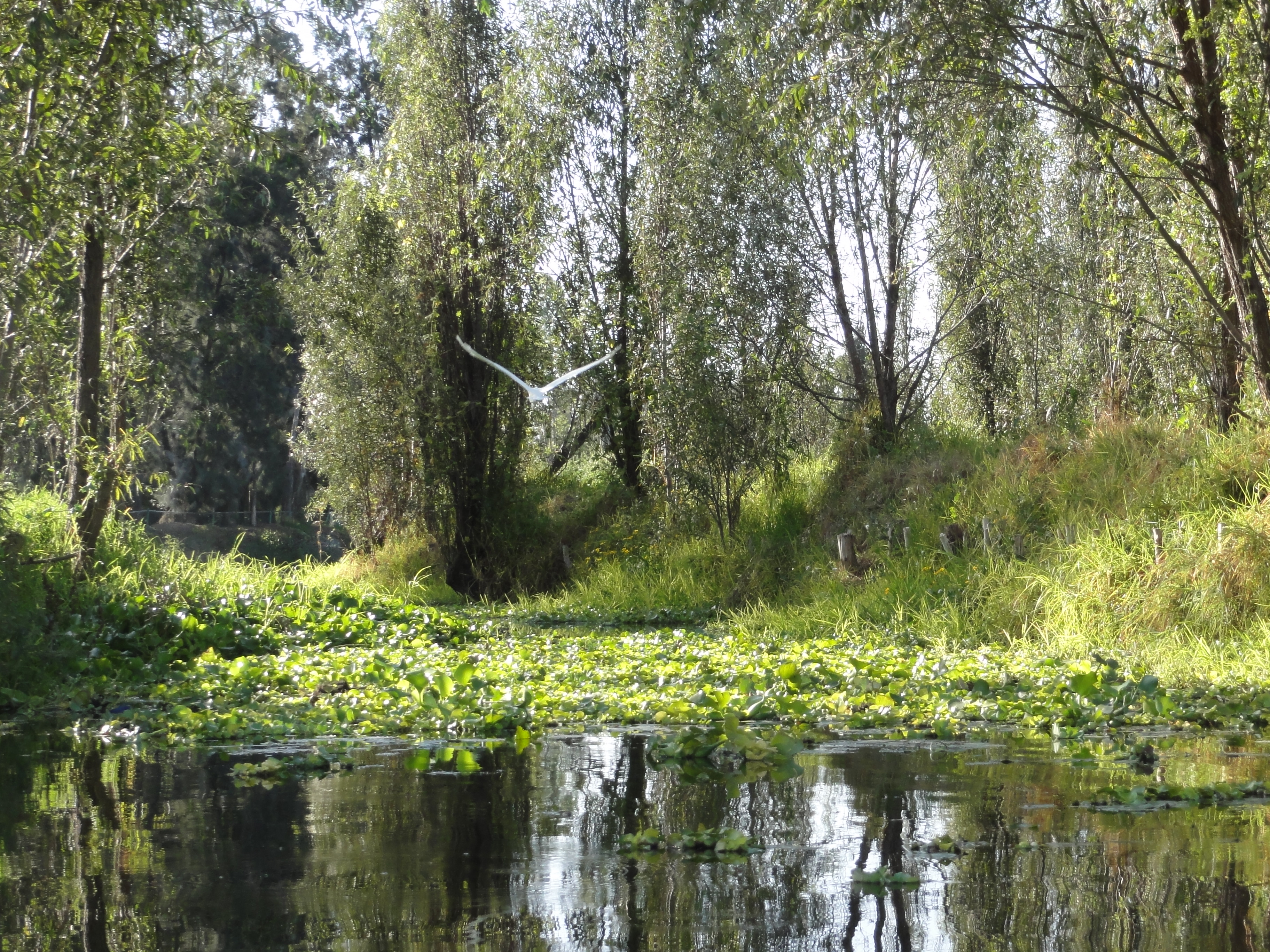 Trajinera boats and chinampa floating gardens on Xochimilco canal network