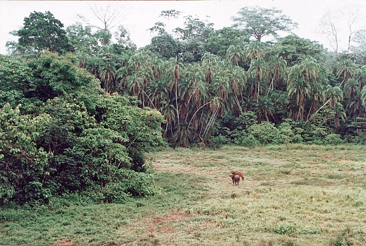 African buffalo in the Lobéké sector of the Sangha Trinational park in Cameroon