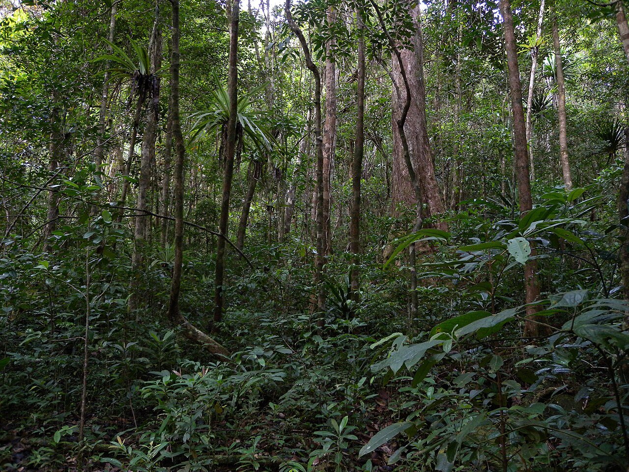 Dense lowland tropical rainforest canopy in Masoala National Park, Madagascar
