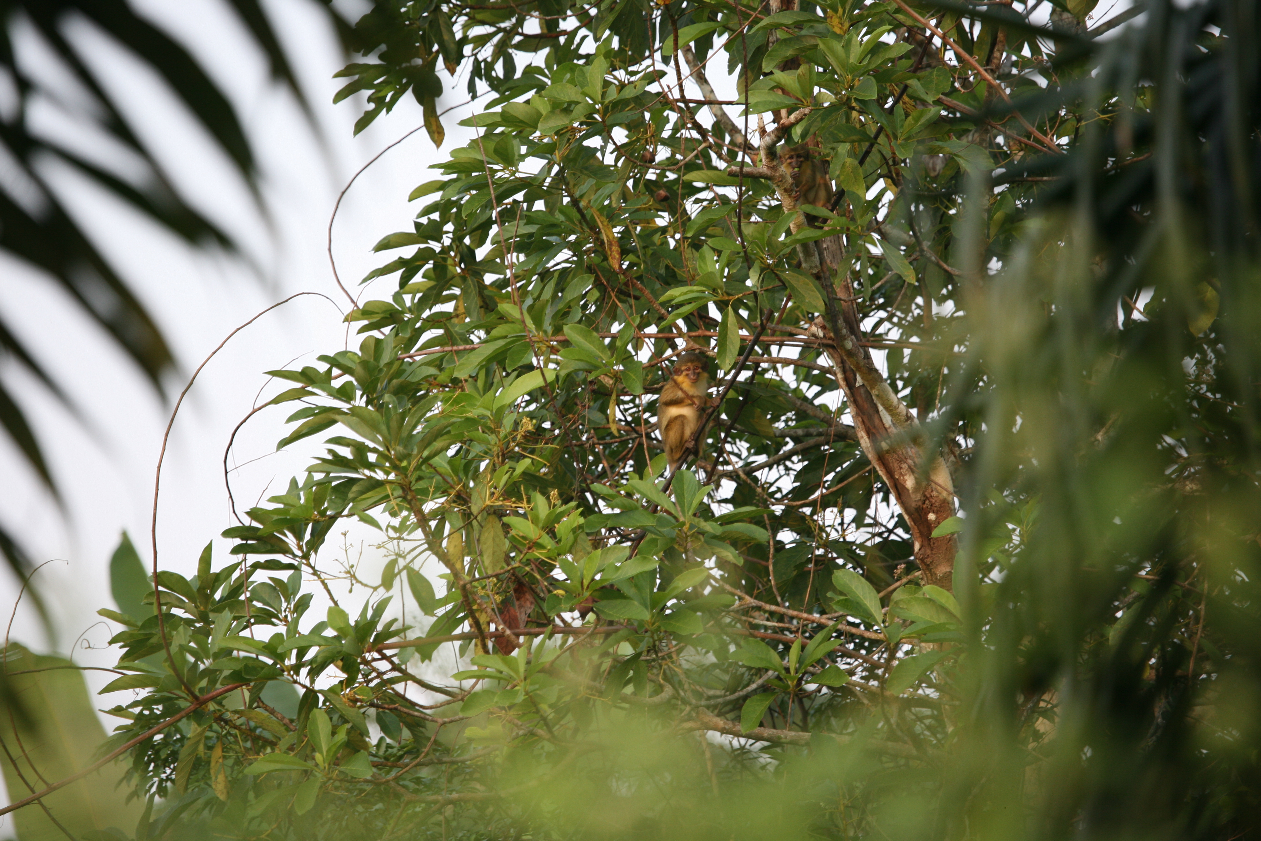Northern talapoin primate photographed in the Dja Faunal Reserve Cameroon