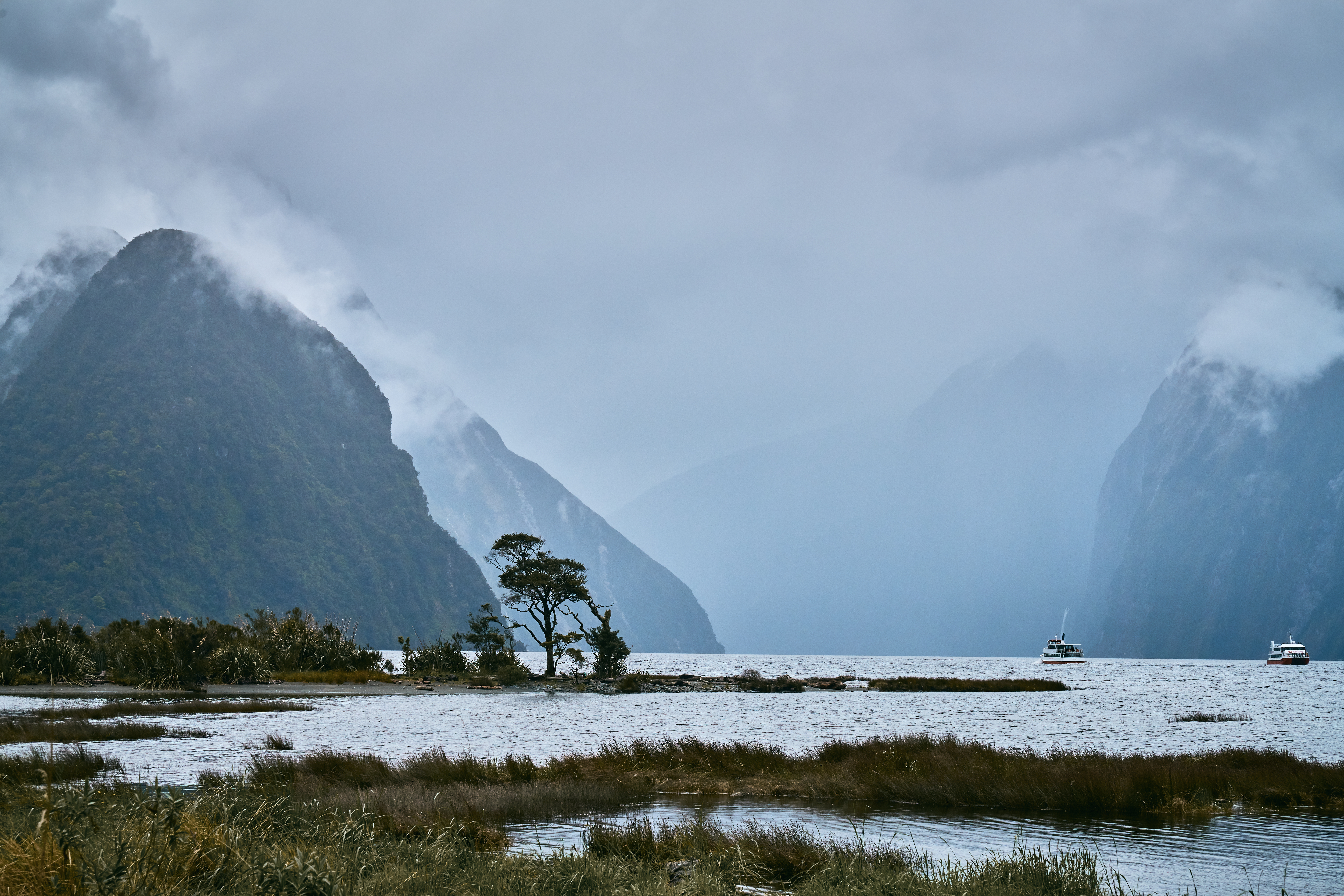 Milford Sound fjord with forested peaks and calm grey waters, Fiordland New Zealand