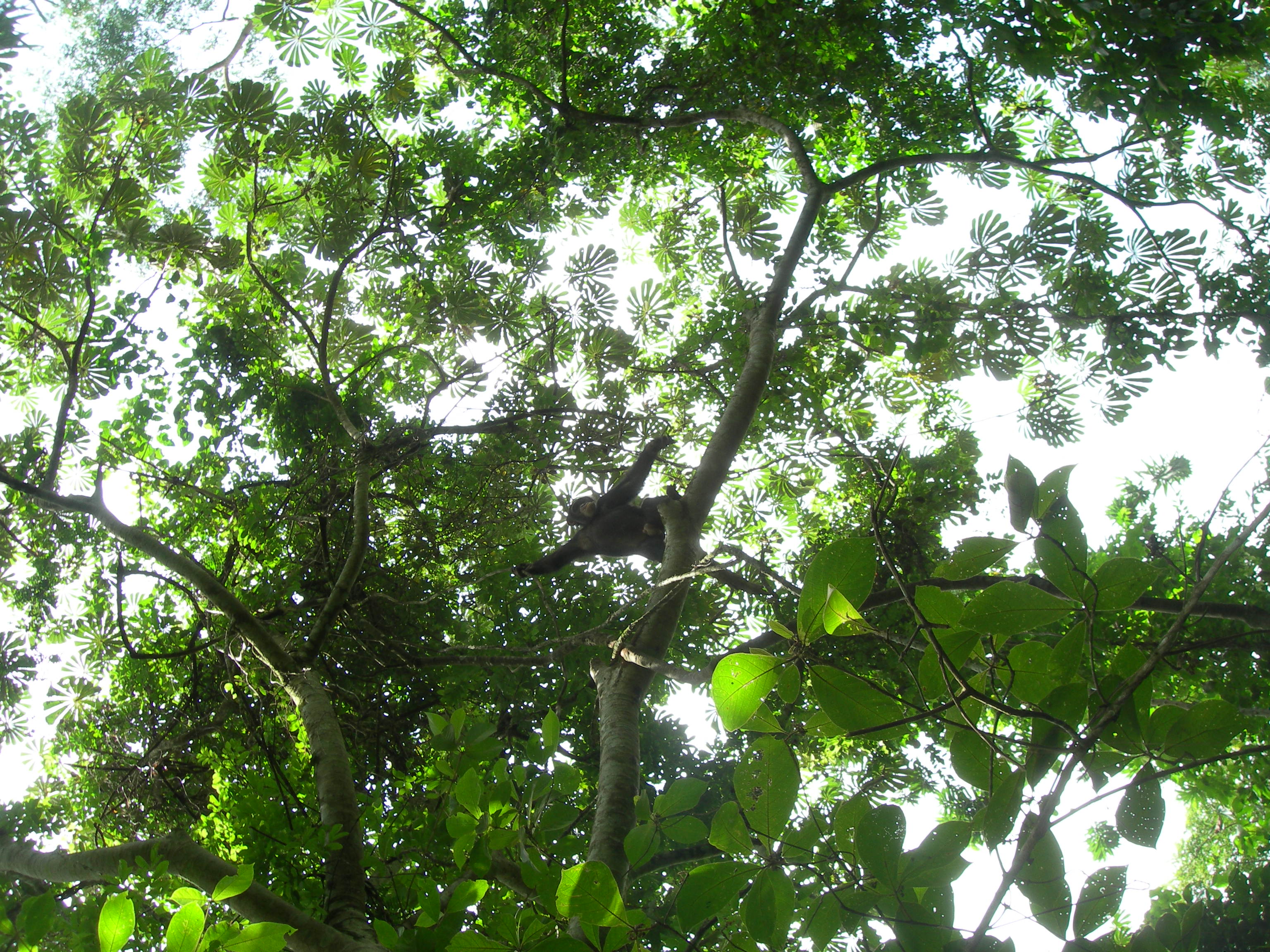 Forested slopes of Mount Nimba Strict Nature Reserve viewed from the valley