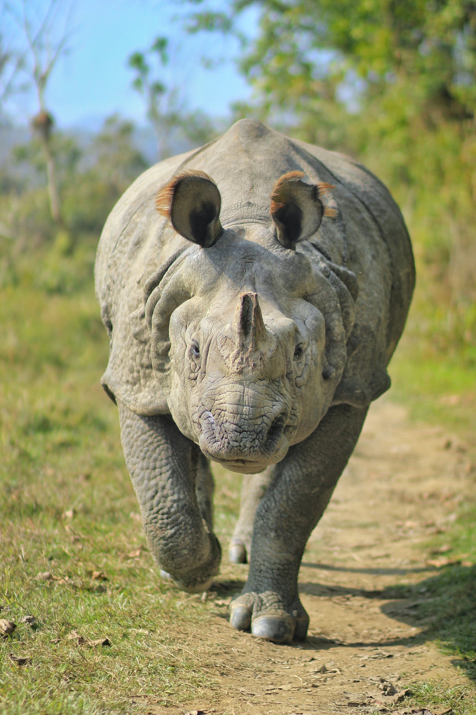 One-horned rhinoceros standing in tall grass in Chitwan National Park, Nepal