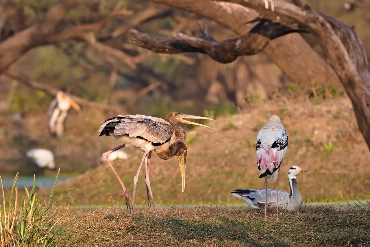 Painted stork and bar-headed goose at Keoladeo National Park Bharatpur, UNESCO