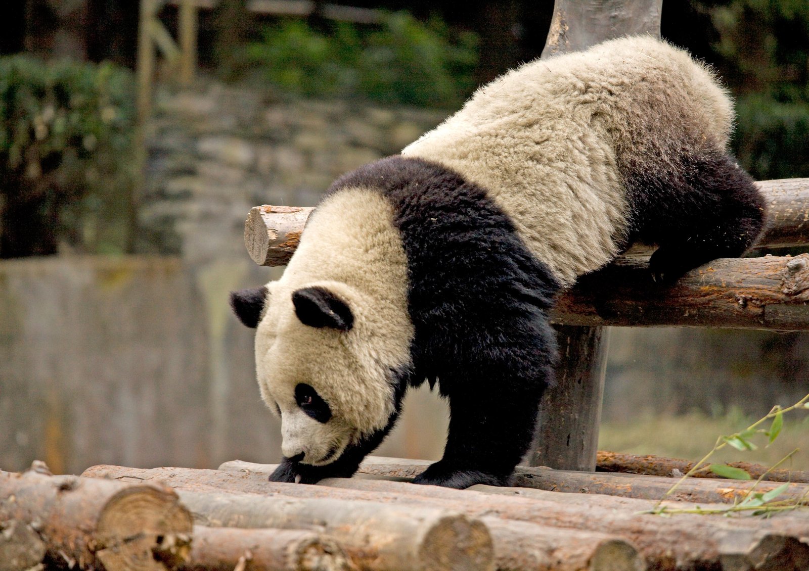 Giant panda feeding on bamboo at Wolong Nature Reserve, Sichuan, China