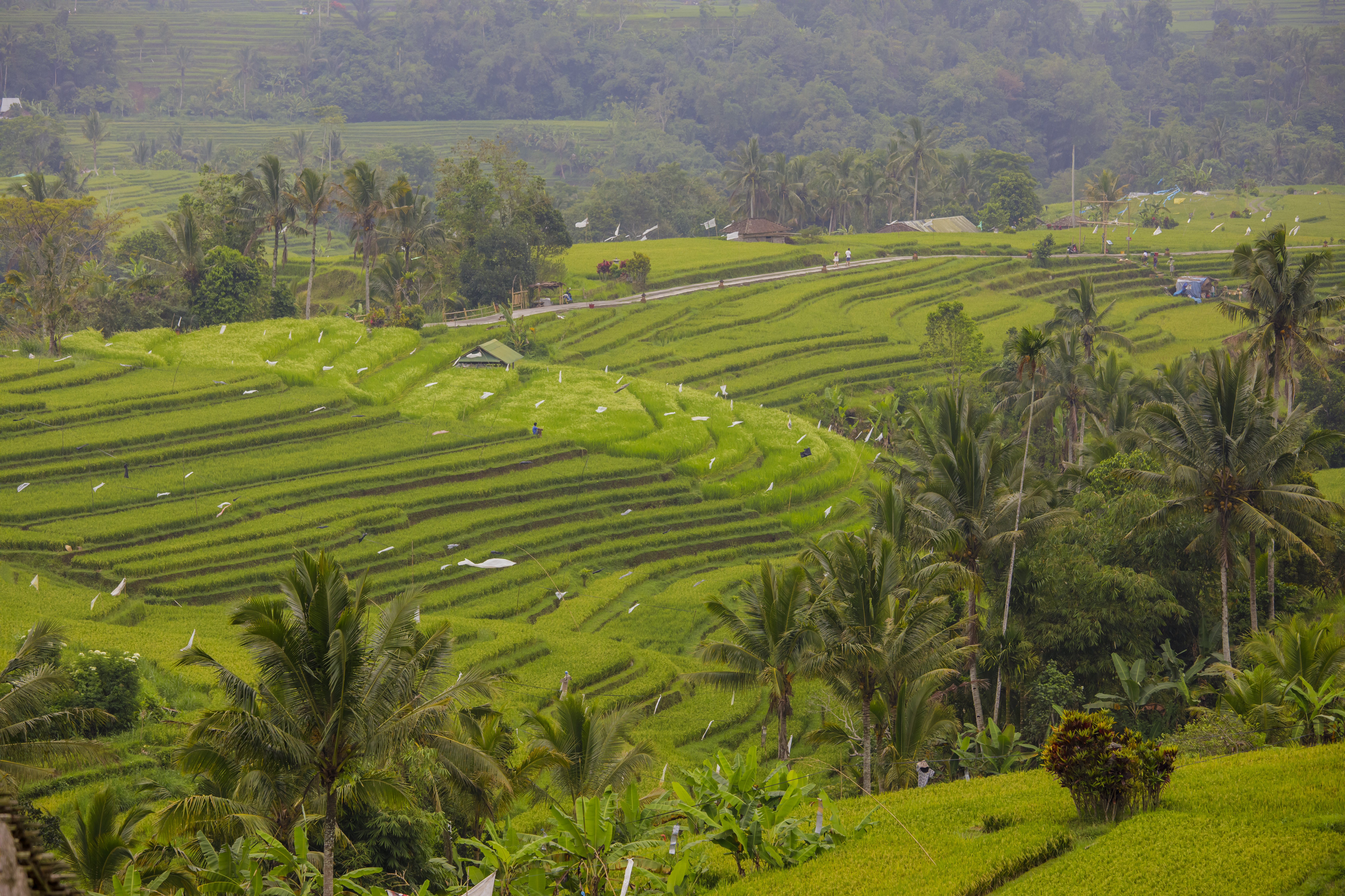 Sweeping green rice terraces at Jatiluwih in Bali's highland landscape