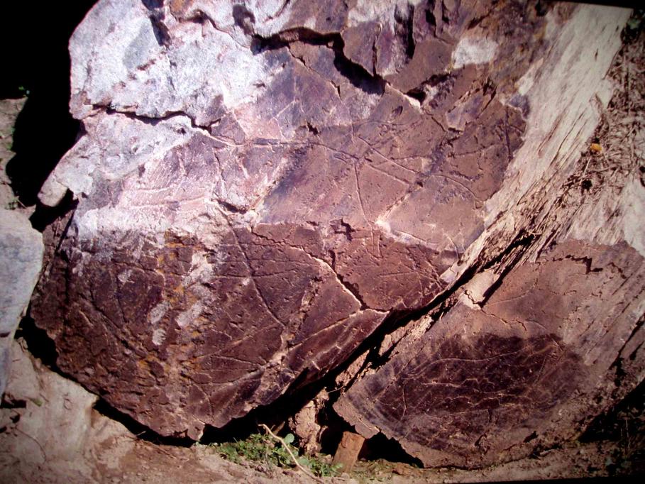 Paleolithic rock engravings of animals at Foz Côa, Portugal — aurochs and horse figures carved into schist bedrock along the Côa River valley, 22,000 years ago