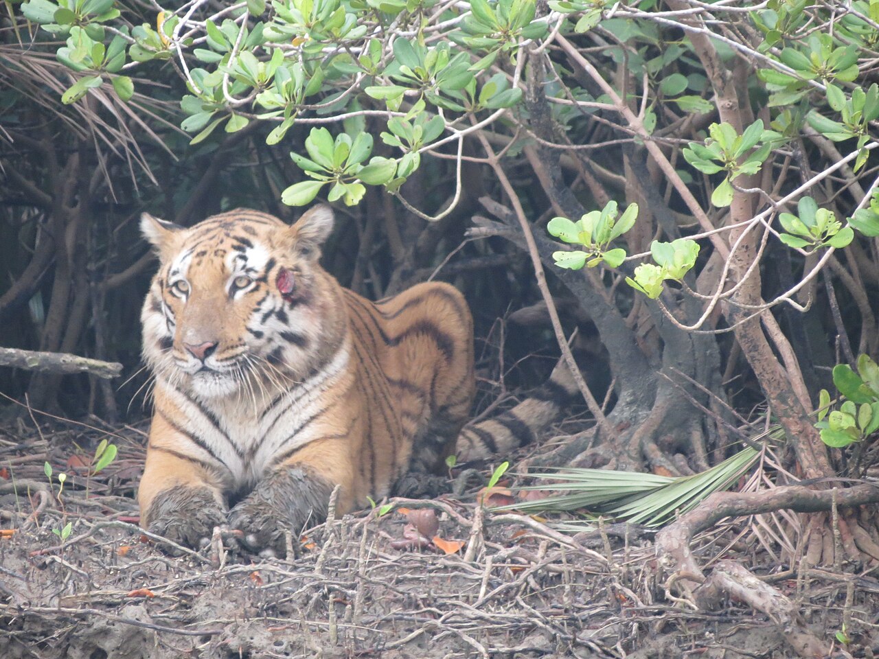 Royal Bengal tiger resting under a mangrove tree in the Sundarbans National Park
