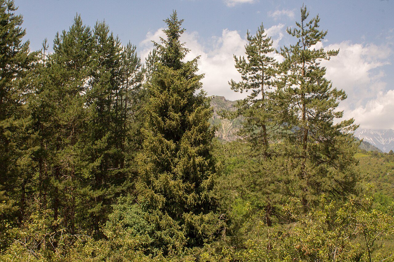 Forest and mountain landscape of Sary-Chelek Biosphere Reserve, western Kyrgyzstan