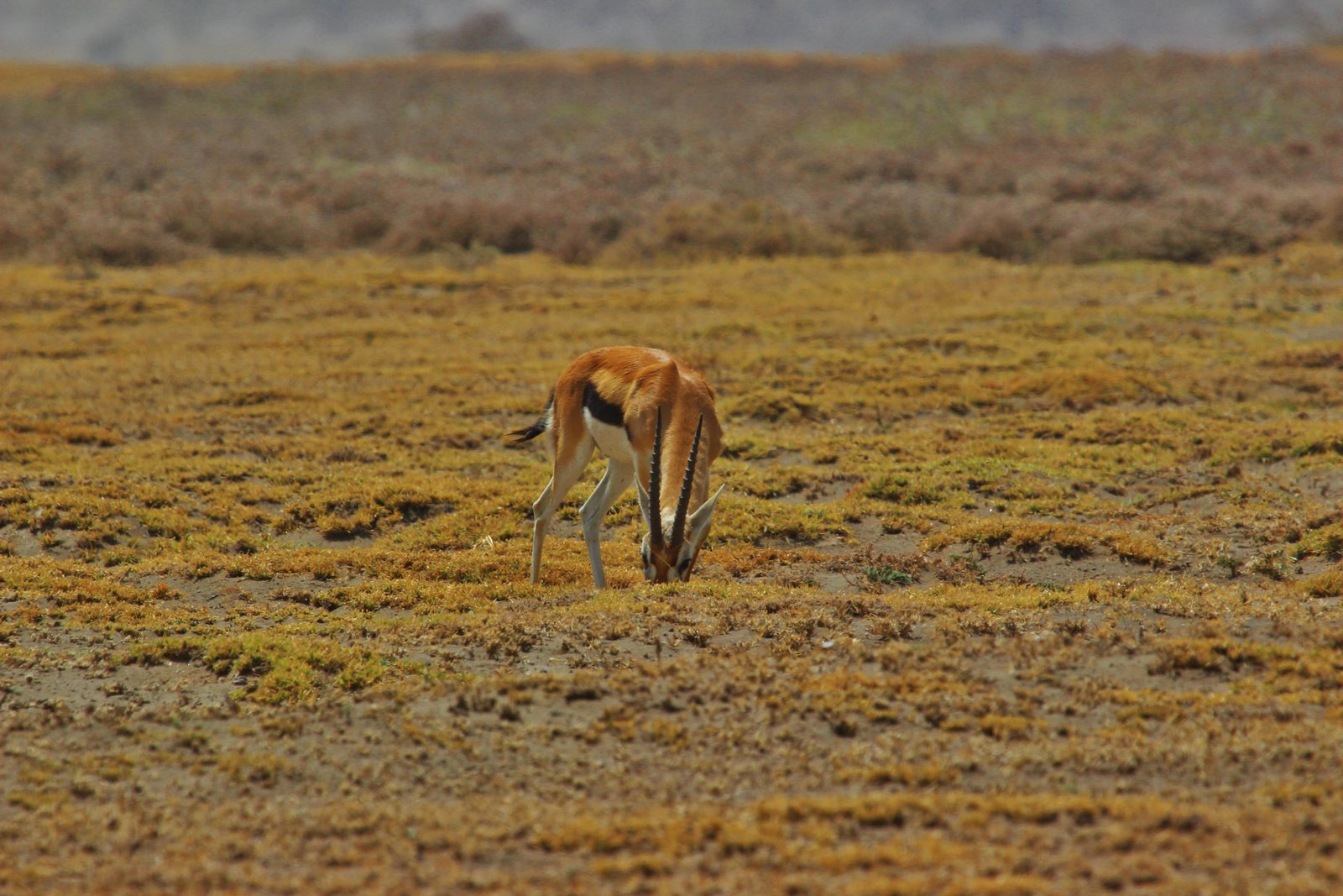 Vast open grassland of the Serengeti under wide blue sky with acacia trees