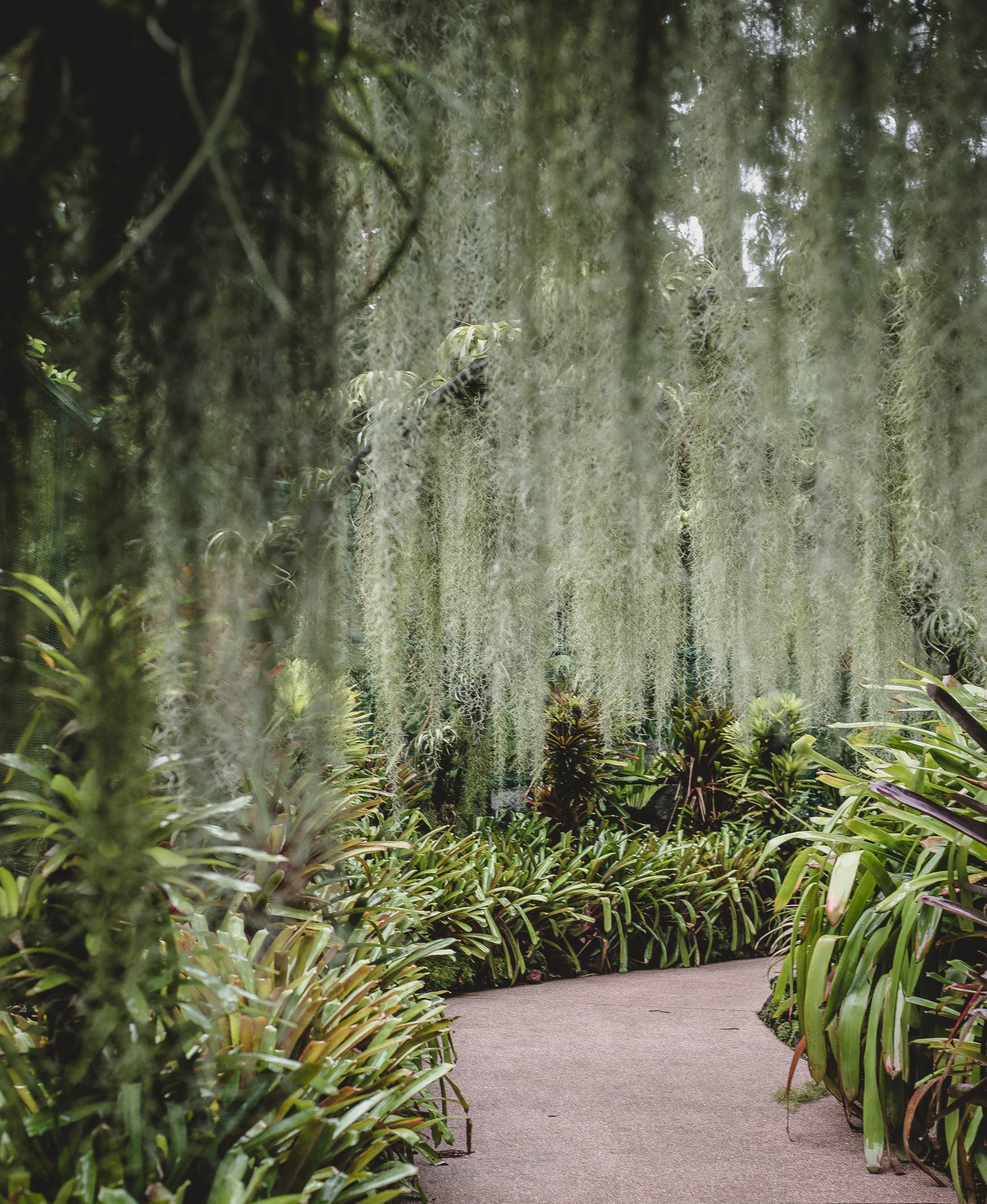 Lush tropical garden path lined with palms and flowering plants, Singapore Botanic Gardens