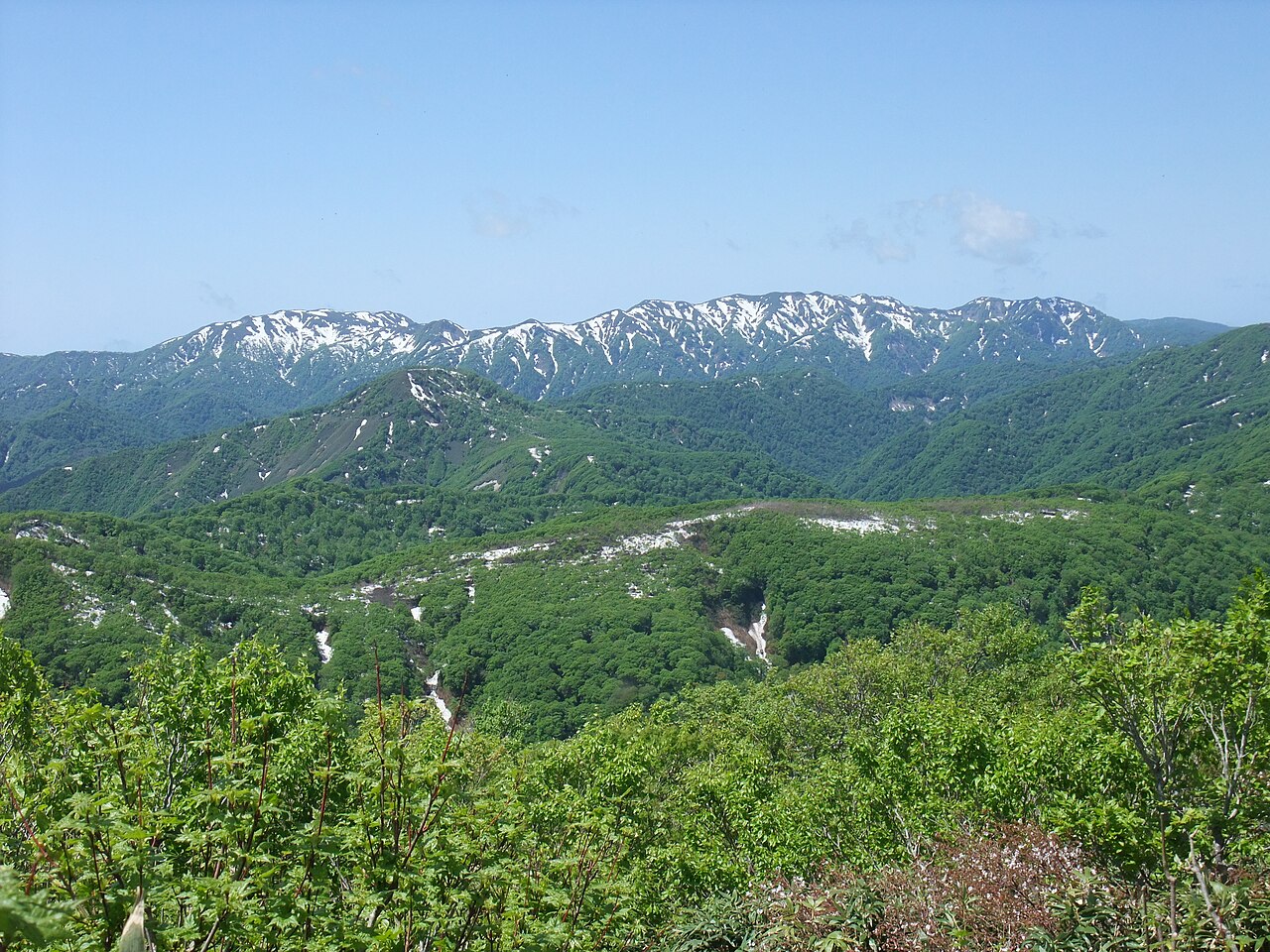 Primeval beech forest interior in Shirakami-Sanchi showing dense Siebold's beech canopy on steep mountain slope, Aomori Prefecture