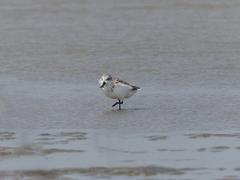 Yellow Sea-Bohai Gulf Bird Sanctuaries: Guide