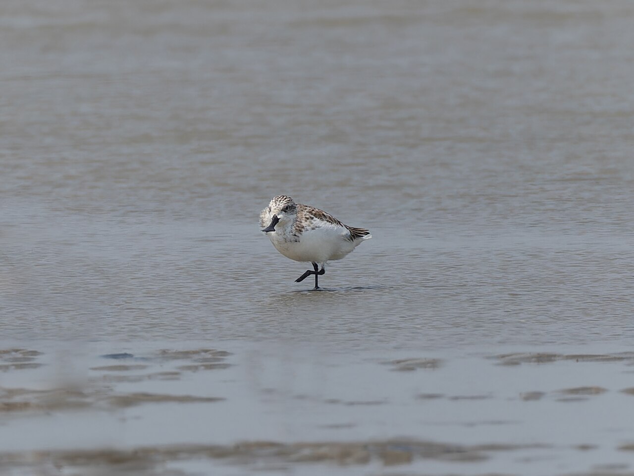 A spoon-billed sandpiper (Calidris pygmaea) foraging in tidal mudflats — the critically endangered shorebird species whose survival depends on the Yellow Sea tidal flat staging habitats protected by the UNESCO Migratory Bird Sanctuaries along the Coast of Yellow Sea-Bohai Gulf serial inscription
