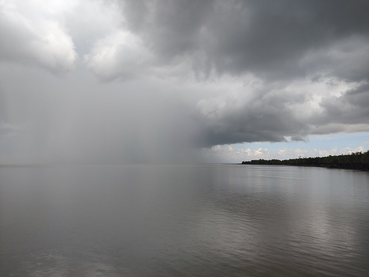 Dense mangrove forest and tidal channel in the Sundarbans during monsoon season