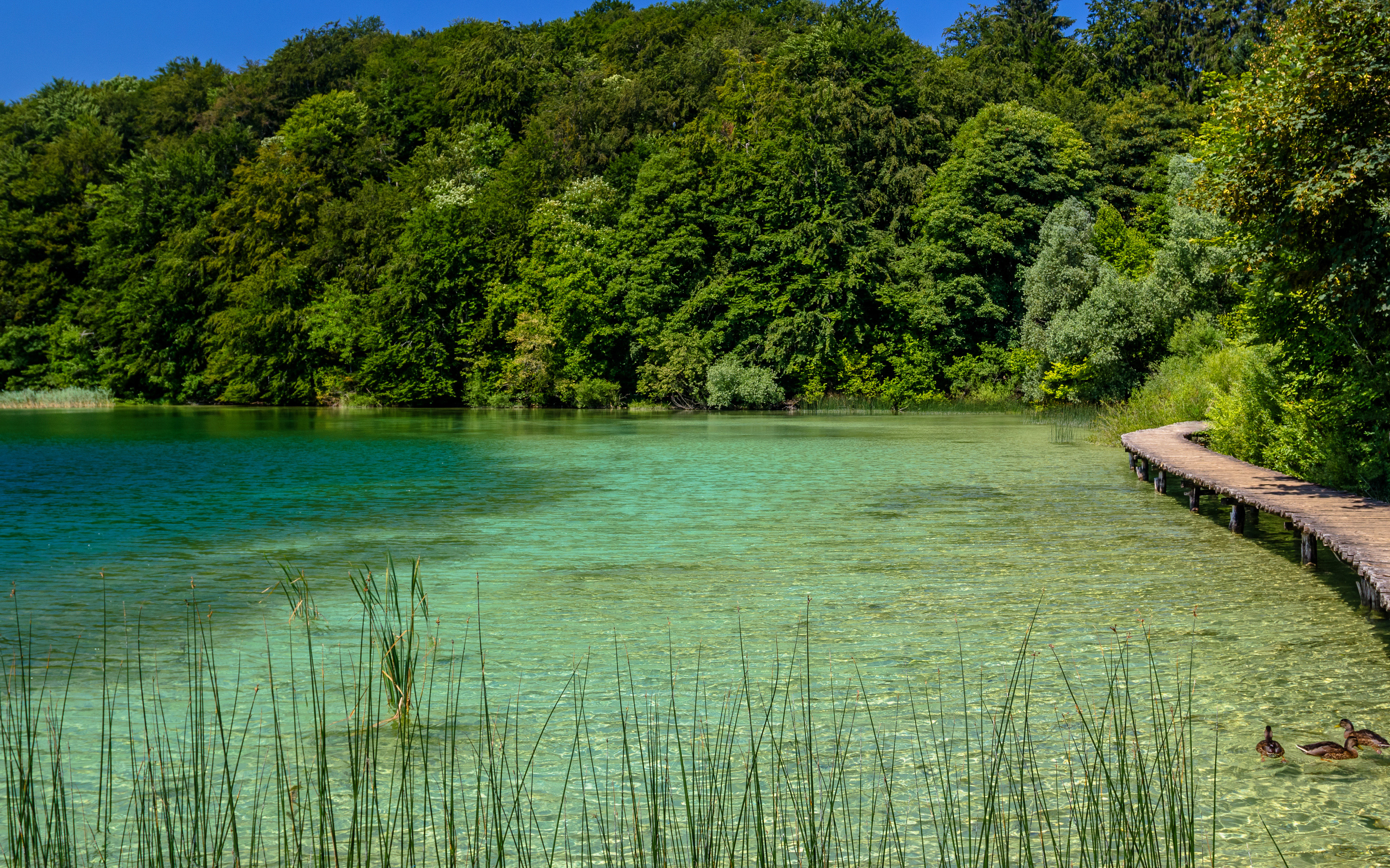 Wooden boardwalk crossing turquoise water above a travertine barrier at Plitvice Lakes