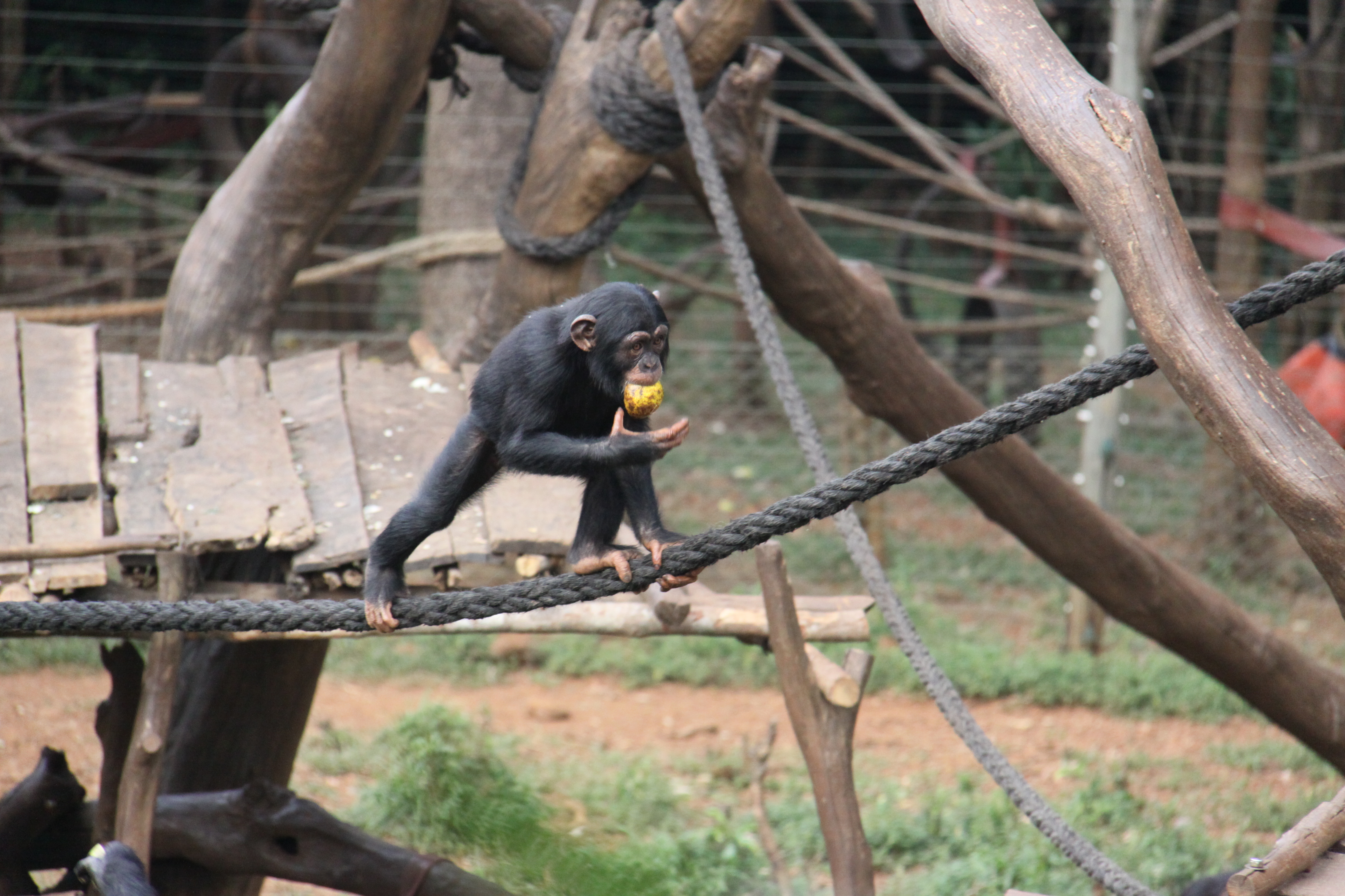 West African chimpanzee in forest canopy, similar habitat to Tacugama Sanctuary